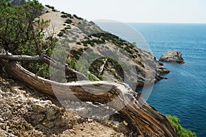 View of the blue sea from a cliff with a snag in the foreground
