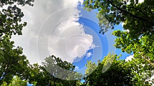 View of the blue sky through the green foliage of trees and white clouds