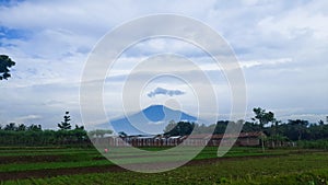 The view of the blue sky and mountains is the background for the rice fields.