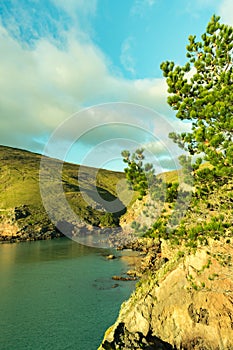 View of blue sky, pinus, rock and sea