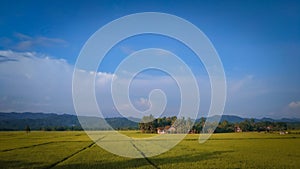 view of the blue sky and rice fields under the foot of Mt. Central Java