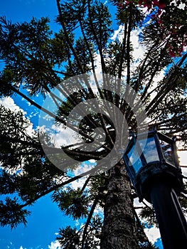 A view of the blue sky throught the a araucaria