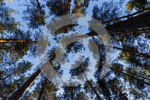 View of the blue sky and the tops of pine trees