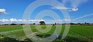view of blue sky white clouds rice fields