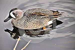 A view of a Blue Winged Teal Duck