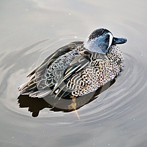 A view of a Blue Winged Teal Duck