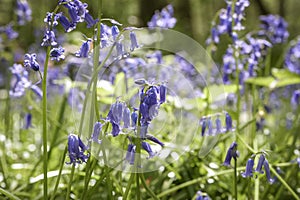 view on bluebell in the forest of Fontainebleau