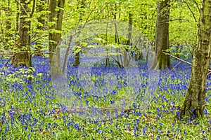 A view of Bluebells covering the forest floor in Badby Wood, Badby, Northamptonshire, UK