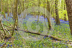 A view of Bluebells covering a hillside in Badby Wood, Badby, Northamptonshire, UK