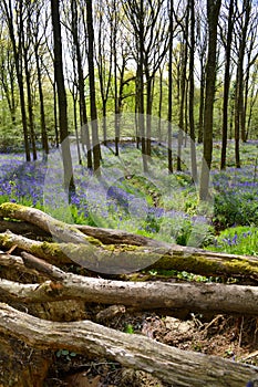 View of bluebells in spring, with moss covered logs and woodland.