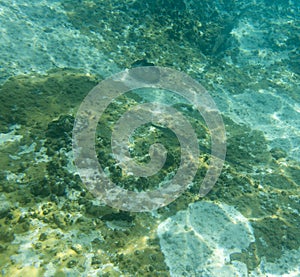 A view of bluespotted cornetfish