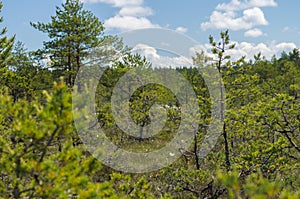 View through bog area thicket