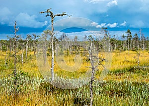 View of the bog in autumn, beautiful bog vegetation, traditional pines, grass, moss and lichens in autumn colors, autumn time in