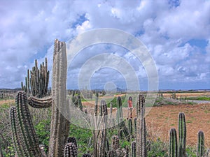 View of Bonaire`s Wind Farm Through Yatu Cactus