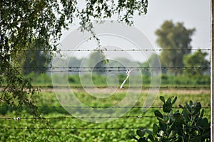 A view of border wire in an Indian village field