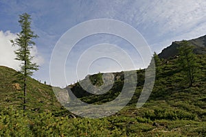 View of boreal coniferous forest