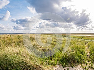 View from Boschplaat with salt marshes and dunes on Terschelling island to tidal flats at low tide of Waddensea, Netherlands photo