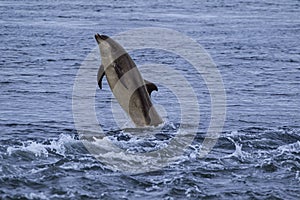 View of a Bottlenose dolphin jumping out of the blue water