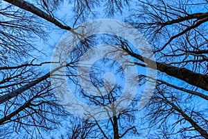 View from the bottom of the forest. The blue sky is painted through the bare branches of the trees. Forest in winter. Tops of tree