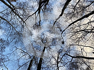 View from the bottom of the forest trees. The blue sky is painted through the bare branches of the trees. Forest in winter.