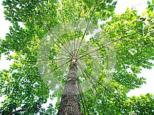 View from the bottom of a large green tree in the park