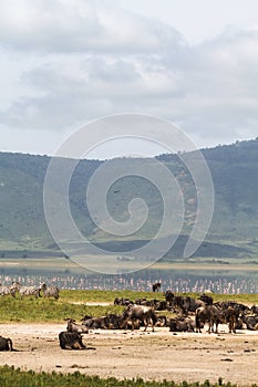 View from the bottom of the Ngorogoro crater. Tanzania, Africa