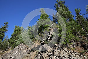 View from the bottom to the top of the mountains large trees with green leaves blue sky.