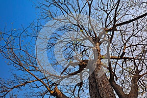 View from the bottom of the tree, that have branched branches li