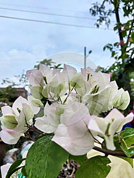 View of bougainvillea flowers in Malaysia. Pattern of pink petals and green leaves. Close up view of the tropical plant.