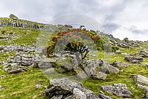 A view of boulders strewn on the slopes of Ingleborough, Yorkshire, UK