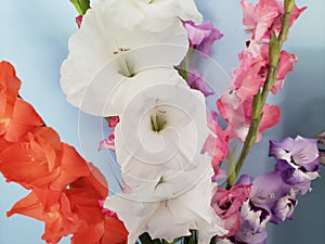 View of a Bouquet of Glads (Gladiolus) Flowers