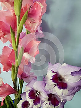 View of a Bouquet of Glads (Gladiolus) Flowers