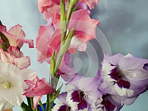 View of a Bouquet of Glads (Gladiolus) Flowers