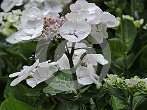 View of bouquet  white flowers of hydrangea,  Karlovy Vary, Czech Republic