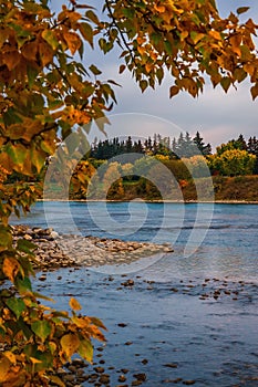 Fall Leaves Framing The Bow River