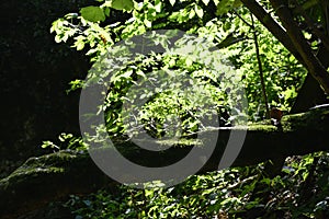 View of a branch in backlight