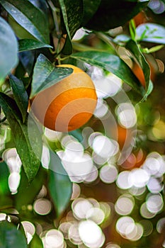 View on a branch with bright orange tangerines on a tree