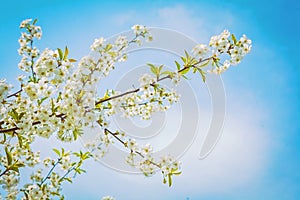 View on branch of cherry tree at blossom with sky