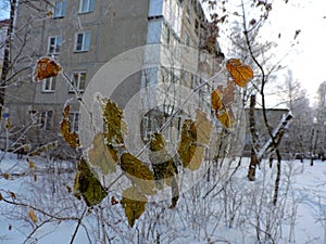 View of branch with frozen leaves in january