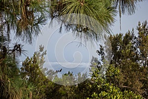 View through Branches of Conifer Trees on foggy and cloudy Valley, Tenerife, Spain