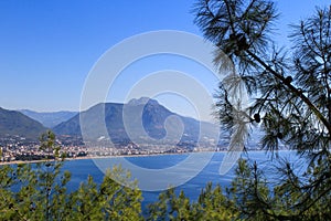 View through the branches of larch on Alanya