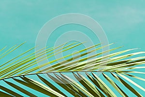 View of the branches of palm trees against the blue sky