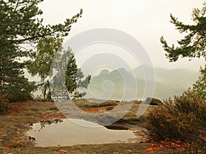 View through branches to deep misty valley within daybreak. Foggy and misty morning on the sandstone view point