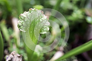 View of bright carnivorous plants, exotic insect eating plants field. Natural exotic background with danger concept. Very