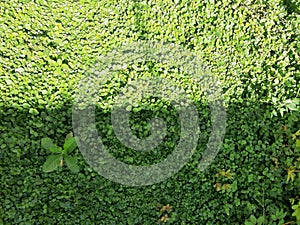 A View of Bright and Dark Land