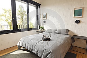 View of bright modern bedroom interior with cat lying on double bed and large windows