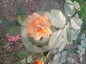 View of Bright Yellow rose on a plant stem of rural area
