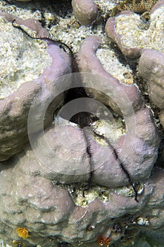 A view of brittle star