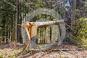 View of a broken fir tree in the forest
