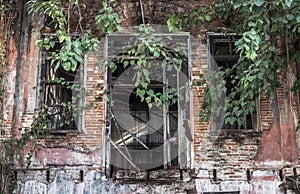 View through broken wooden door and old windows covered in green ivy plant into an abandoned building was left to deteriorate over